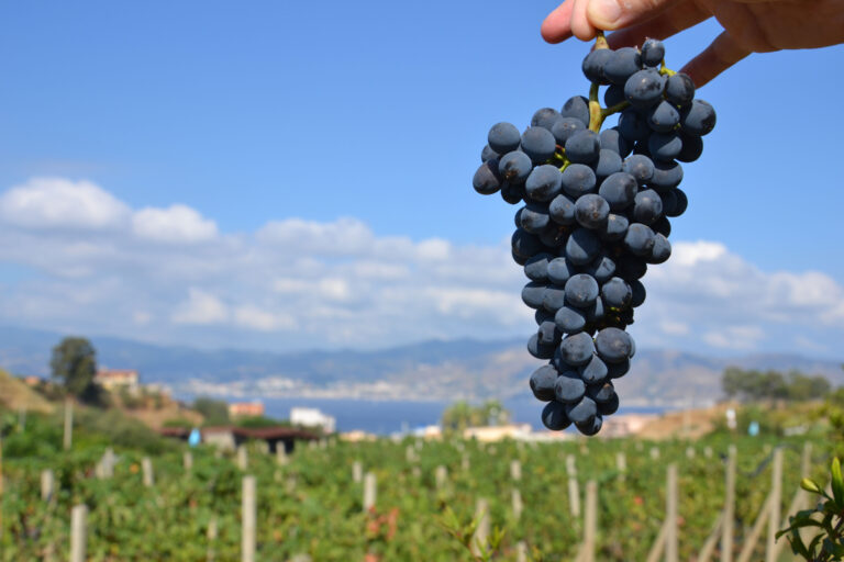 Grappolo di Syrah 2024 - Stretto di Messina Villa San Giovanni (RC)